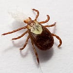 tick control auckland