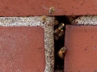Wasp and bee-control-auckland