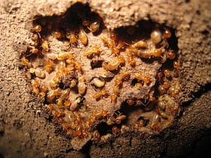 Termite and spider hazards Auckland