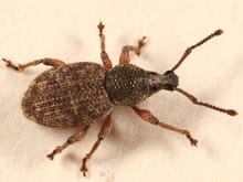 pest control auckland