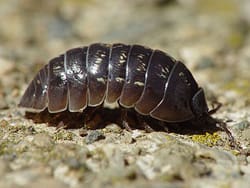 woodlice control Auckland