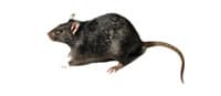 rats pest control auckland