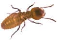 termite control auckland