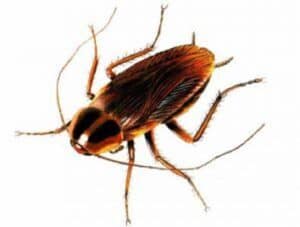 cockroach control
